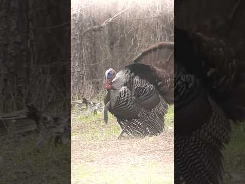 Dreaming about turkey season [gobbler down!] | N1 Outdoors