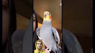 coçktile dancing and singing 😀... #cockatiel #parrot