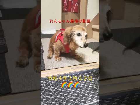 れんちゃん🐶