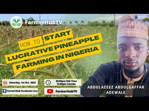 How To Start Lucrative Pineapple Farming in Nigeria