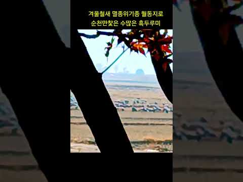 순천만찾은 수 많은흑두루미 철새들#힐링#행복#슈키의공방