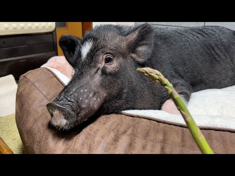 A pig with a huge appetite, but when she wakes up from sleep, she's too cute to think straight.