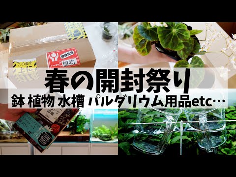 【春の開封祭り】ラジオ感覚でどうぞ！植え替え用品＆パルダリウム用品