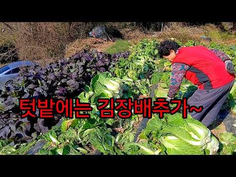 친정엄마텃밭에는 김장배추가 잘 컸어요~#힐링#행복#슈키의공방