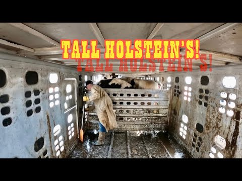 Holstein Express, Very Tall Cows (New Edit Style) EP.28