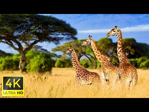 African Animals 4K - Beautiful Animal Planet in Bwabwata Park With Calming Music