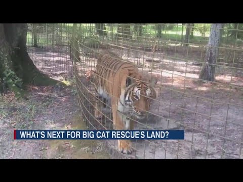 Will old mystery be uncovered with sale of Big Cat Rescue property