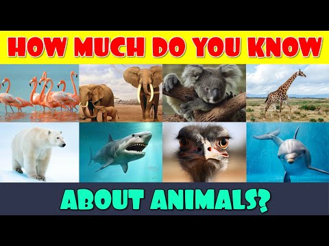 How Much Do You Know About Animals?