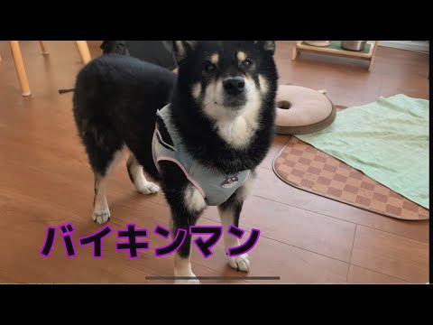 【保護犬・黒柴】バイキンマンのハーネスを作りました