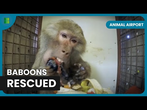 Inside a Primate Rescue Mission - Animal Airport - Animal Documentary