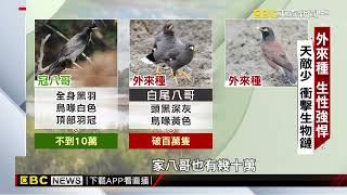 外來物種入侵台灣 敲響生態浩劫警鐘@newsebc