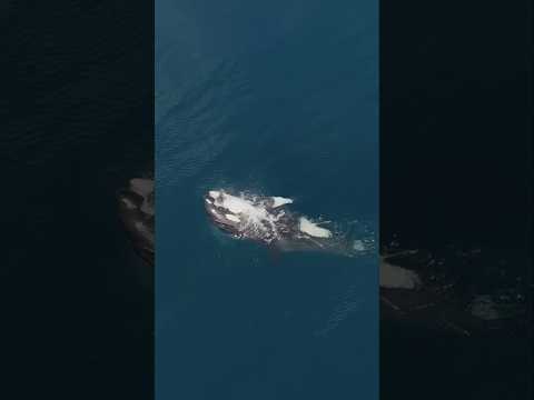 Orca snatches a bird from below! #orca #nature