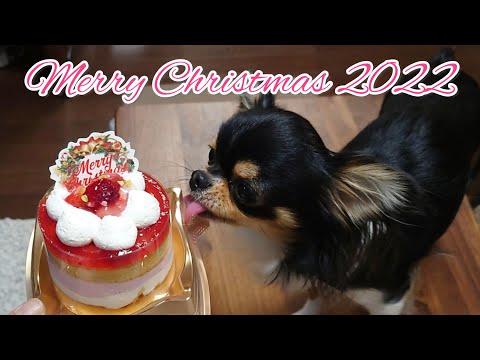 【Vlog】犬と過ごすクリスマス☆1歳7ヶ月