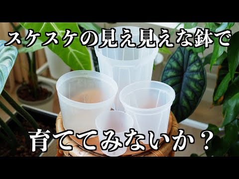 【透明鉢特集】6種類まとめて紹介｜植物の根を見て育てたい方にオススメ