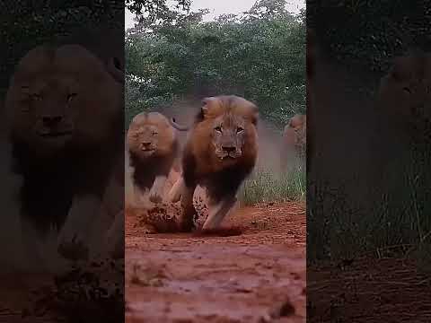 #pitbull vs lion vs alabai vs kangal#shortvideo#viral video