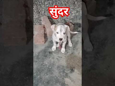 प्रकृति का सुंदर पशु #shorts #dogshorts #doglovers #shortsvideo #youtubeshorts