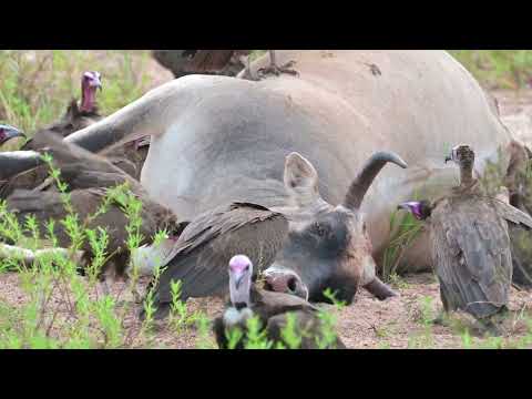 Hooded Vulture (Necrosyrtes monachus) feeding - Sanyang Fishing Village (Gambia) 17-11-2024