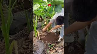 Big leaves can only produce small taro