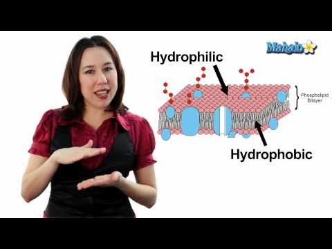 Learn Biology: Cells—The Plasma Membrane