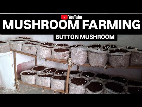 Mushroom farming business in India | Button mushroom farming  ideas For Beginners 50 bags