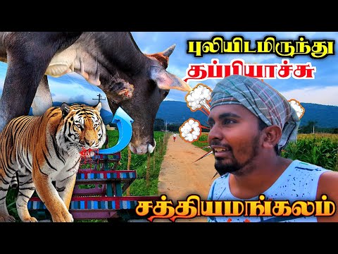 🔥சத்தியமங்கலம் மலை ஆசனூர் கொண்டாட்டம்🤯| புலியிடம் இருந்து தப்பியாச்சு🥵 | K7