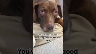 #funny #petislife #petlife #relatable #wipe #fyp