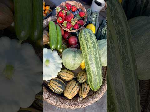 Growing food in my backyard - a convenient backyard grocery store #backyardvegetablegarden #garden