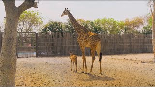 Take a look into our Safari Journey Experience at Dubai Safari Park!