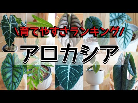 【観葉植物】アロカシア・育てやすさランキング【TOP10】