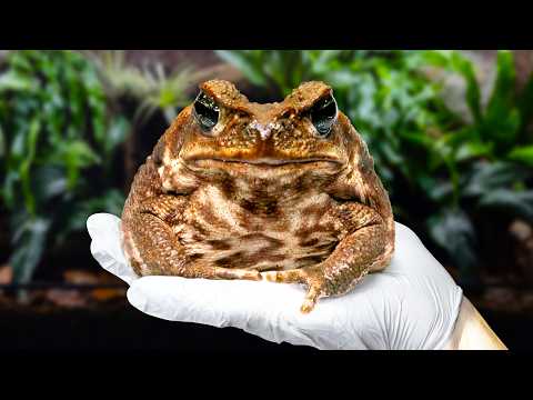 Creating Paradise for the World's Most Hated Toad (Cane Toad Vivarium)