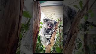 Thing you wouldn't believe about Koala #Koala #WildlifeLovers #CuteAnimals #KoalaFacts