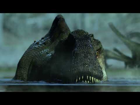 Close-up View of Dinosaur in Water #dinosaur Video by Julian Johnson-mortimer from Pexels