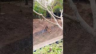 Black tiger 🐯 #shorts #tiger #india #zoo #blacktigers