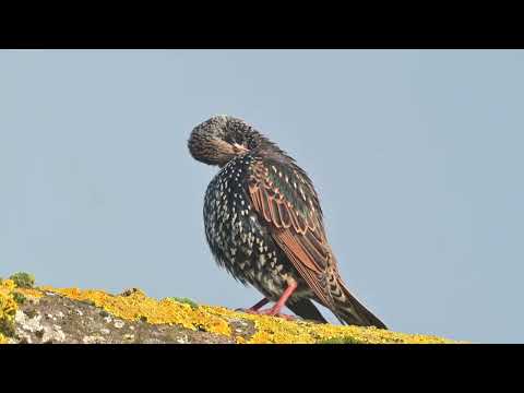 European Starling (Sturnus vulgaris) - Veldhoven (Netherlands) 14-1-2025