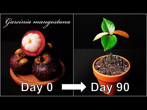 How to grow Mangosteen｜Growing Mangosteen from seed｜How to grow #66 Mangosteen｜Eng Sub