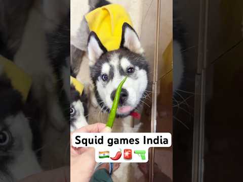 Squid game With My Dog 🚨🌶️  #shorts #dog #husky #trendingsongs ￼