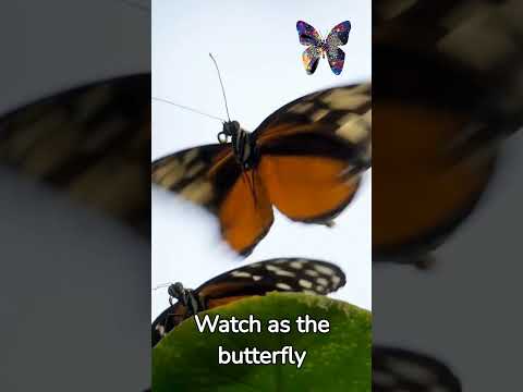 "The Mysterious Migration of Monarch Butterflies - Nature's Phenomenal Journey"