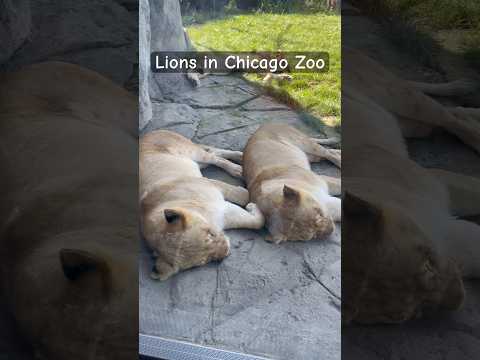 Lions in Lincoln Park Zoo of Chicago 🦁