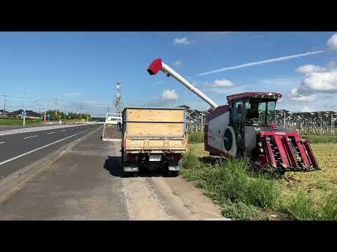 I阿見町・今年の稲刈り始まりました240815　#阿見町　#稲刈り　#海野隆　#早稲