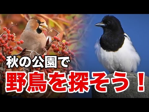 お腹が白いカラスを発見！公園で見られる野鳥たち～