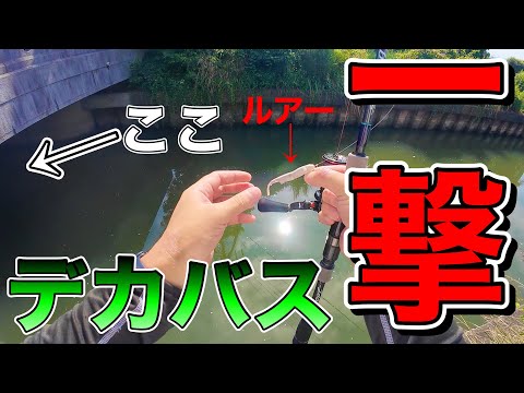 【琵琶湖】ちっさい水路にルアー落としたら・・・