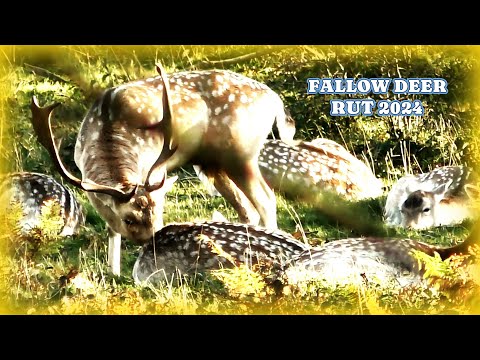 FALLOW DEER RUT 2024  👀 HUGE Vocal BUCK Tracks & Covers Wild Does In Season 👀