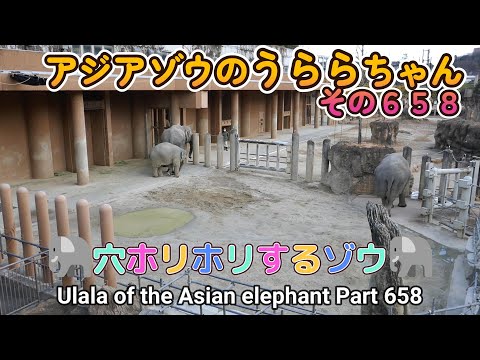 アジアゾウのうららちゃん（６５８）🐘穴ホリホリするゾウ🐘（東山動植物園）Ulala of the Asian elephant Part 658