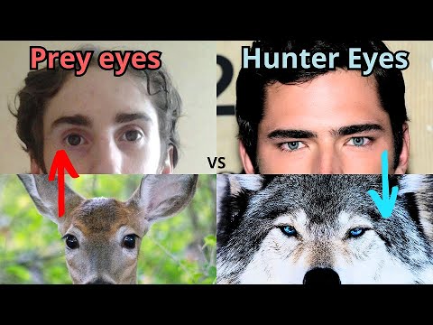 Prey Eyes VS Hunter Eyes