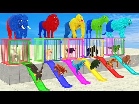 Cow Elephant Lion Gorilla Tiger T-Rex Choose the RIght Slide Animal Game Funny 3d Animals Cage Game