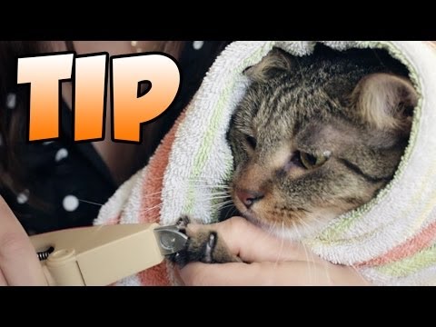 Tip For How To Clip Your Cat's Nails