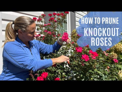 From Bland To Grand : The Ultimate Knockout Rose Pruning Guide! | The Southern Daisy