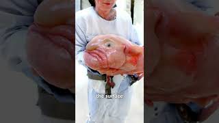 The Blobfish Is NOT Ugly 🐟🤔 (here's why)