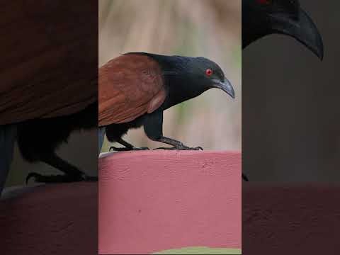 രണ്ട് ഉപ്പനെ വീട്ടിൽ കണ്ടാൽ തേടി എത്തുന്ന സൗഭാഗ്യങ്ങൾ