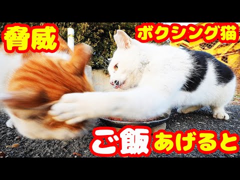 とにかく猫パンチする猫にご飯をあげたら・・・ さくらねこと野良猫への給餌